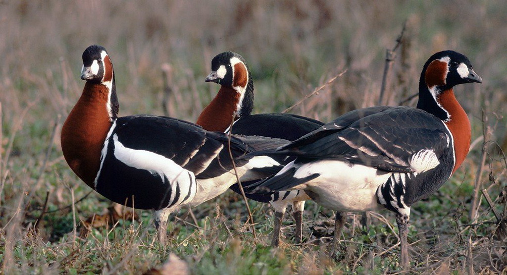 Goose Tour 2025 A Journey With Nature's Majestic Flock